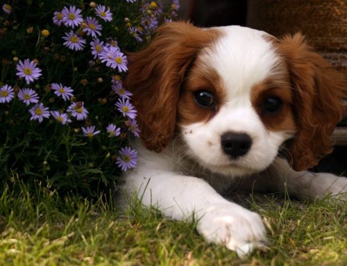 A Puppy Pandemic: Unleashing the Mental Health Benefits of Having a Pet